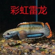 鬼王雷龍魚的價格是多少？（鬼王雷龍魚市場價格走勢）