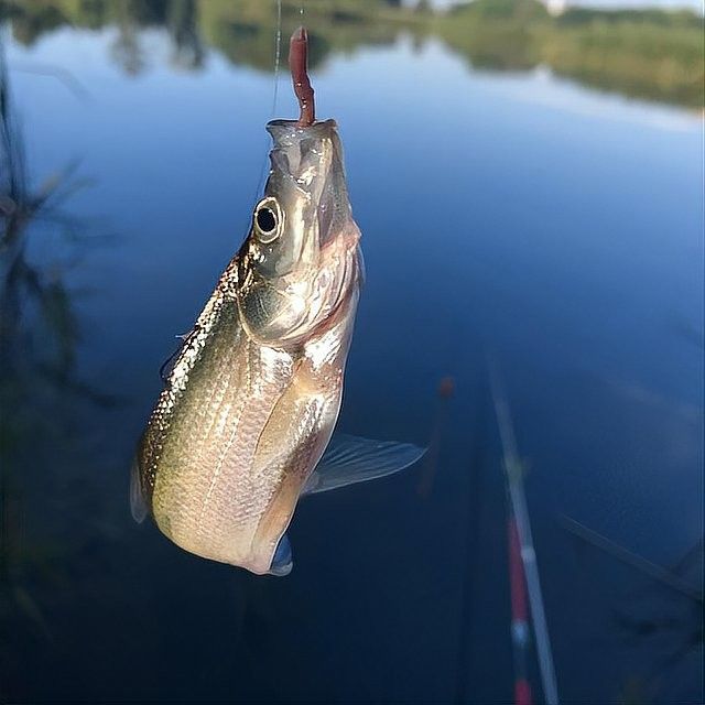 龍魚翹嘴的常見釣點