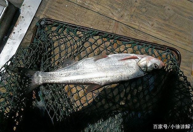 龍魚翹嘴的常見釣點