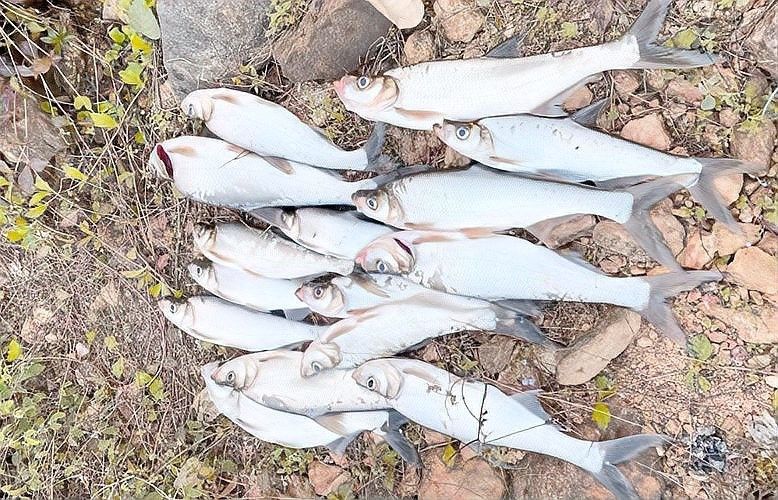 龍魚翹嘴的常見釣點