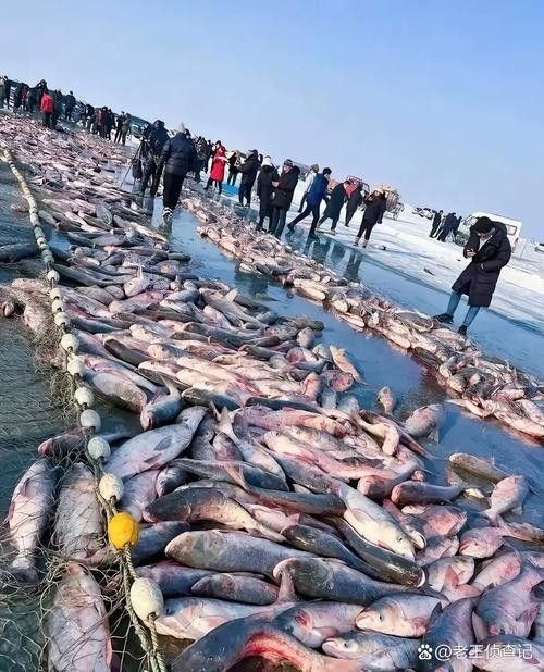 給我一些吉林龍魚的圖片
