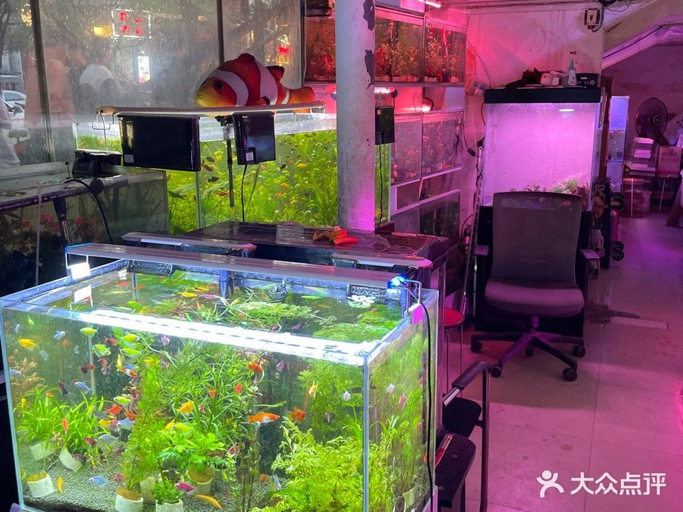 南京哪個水族館龍魚好？祥龍魚場龍魚（南京祥龍魚場是一個值得一游的地方，無論你是龍魚愛好者還是普通游客）