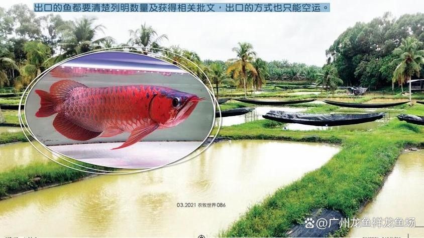 庫車哪個水族館龍魚好？祥龍魚場龍魚