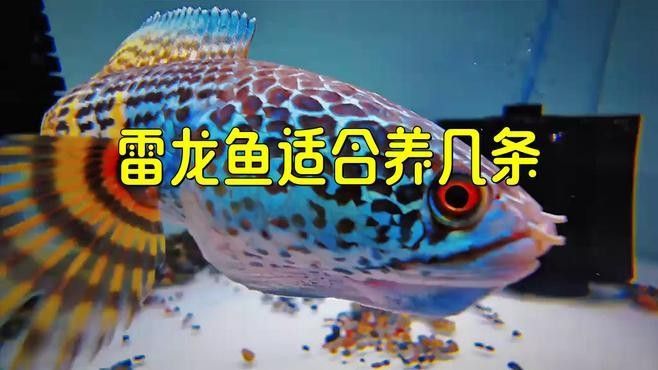 雷龍魚群養需要多大的魚缸？ 雷龍魚群養需要多大的魚缸？ 龍魚百科 第2張