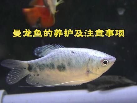 哪種食物是曼龍魚(yú)的最?lèi)?ài)（曼龍魚(yú)吃什么最好曼龍魚(yú)最?lèi)?ài)吃三種食物職引幫幫幫）