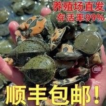 東莞龍魚養殖基地的價格范圍