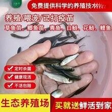 東莞龍魚養殖基地的價格范圍