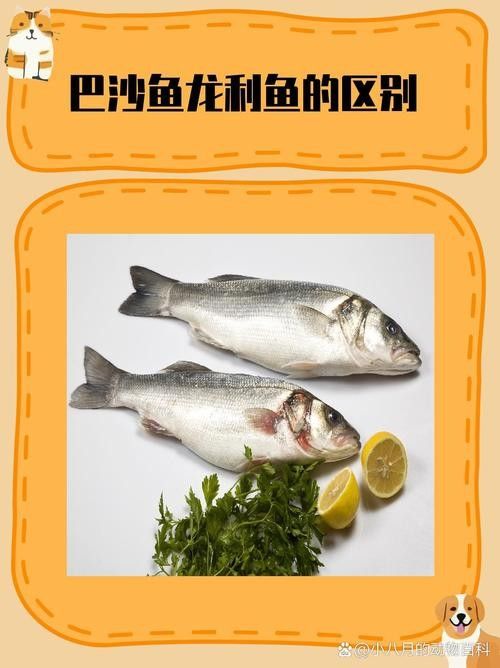 給我一張龍魚和巴沙魚的對比圖片（龍利魚與巴沙魚的區別）