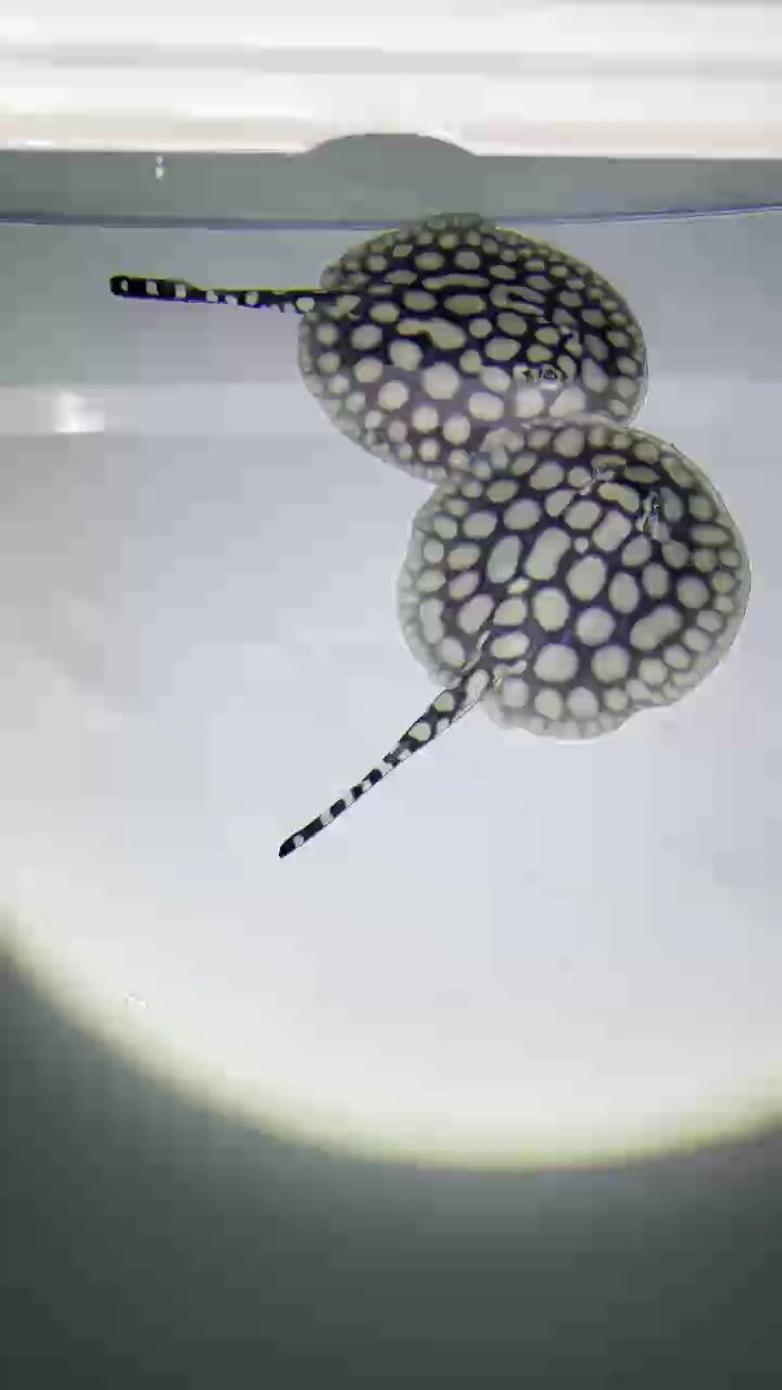 手癢癢又入手