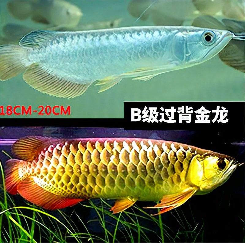 如何辨別白子過背金龍的品質？（白子過背金龍怎么辨別）