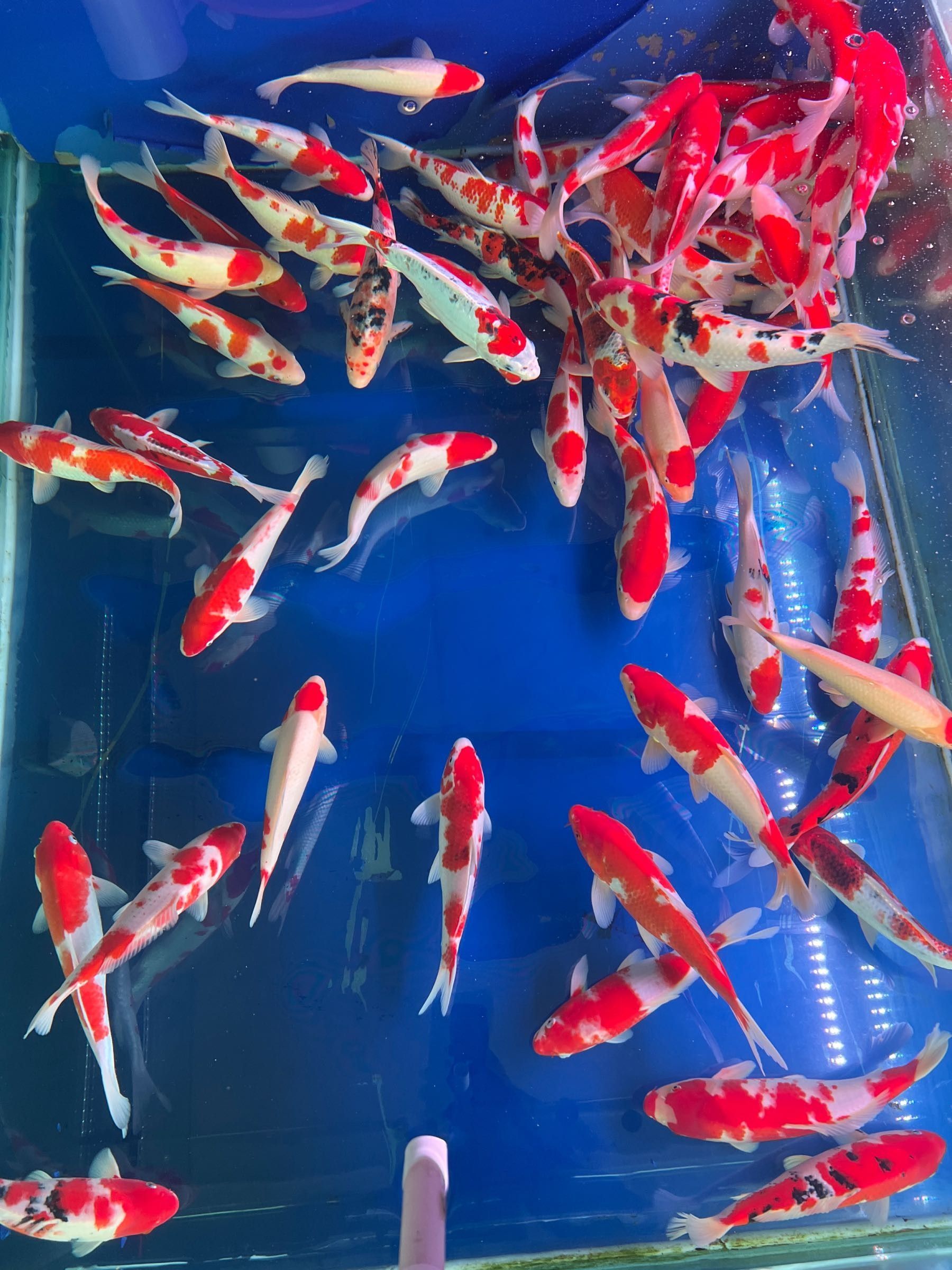 中甸哪個水族館龍魚好？祥龍魚場龍魚