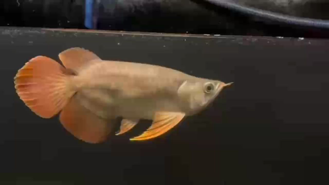 印尼虎魚(yú)多少溫度飼養(yǎng)最好:印尼虎魚(yú)多少溫度飼養(yǎng)最好印尼虎魚(yú)多少溫度飼養(yǎng)最好 更新(ai在醫(yī)療領(lǐng)域的應(yīng)用與發(fā)展) 龍魚(yú)論壇 更新(ai在醫(yī)療領(lǐng)域的應(yīng)用與發(fā)展) 更新(ai在醫(yī)療領(lǐng)域的應(yīng)用與發(fā)展) 龍魚(yú)論壇