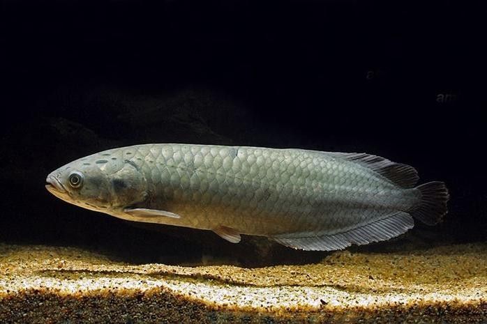 非洲骨舌魚幼魚如何區分（如何區分非洲骨舌魚幼魚與成魚？） 非洲骨舌魚幼魚如何區分（如何區分非洲骨舌魚幼魚與成魚？） 龍魚百科 第2張