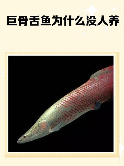 非洲骨舌魚幼魚如何區分（如何區分非洲骨舌魚幼魚與成魚？） 非洲骨舌魚幼魚如何區分（如何區分非洲骨舌魚幼魚與成魚？） 龍魚百科 第5張