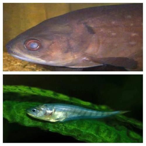 非洲骨舌魚幼魚如何區分（如何區分非洲骨舌魚幼魚與成魚？） 非洲骨舌魚幼魚如何區分（如何區分非洲骨舌魚幼魚與成魚？） 龍魚百科 第6張