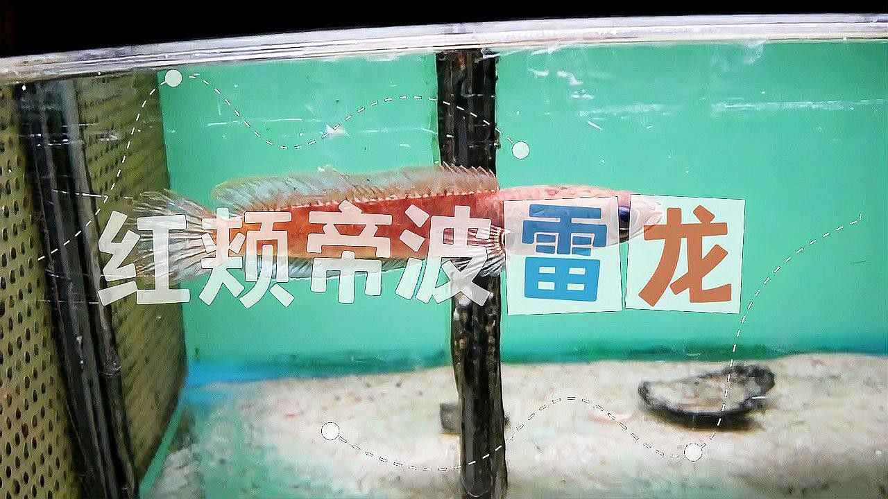 彩虹雷龍魚可以長多大？ 彩虹雷龍魚可以長多大？ 龍魚百科 第2張
