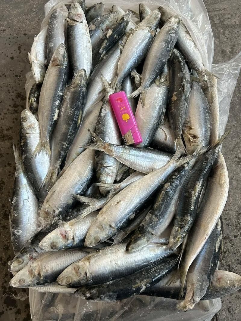興龍魚罐頭有哪些系列？（興龍魚罐頭品牌介紹）