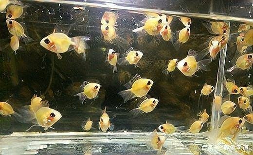金龍魚和神仙魚混養需要多大的魚缸 金龍魚和神仙魚混養需要多大的魚缸 龍魚百科 第7張