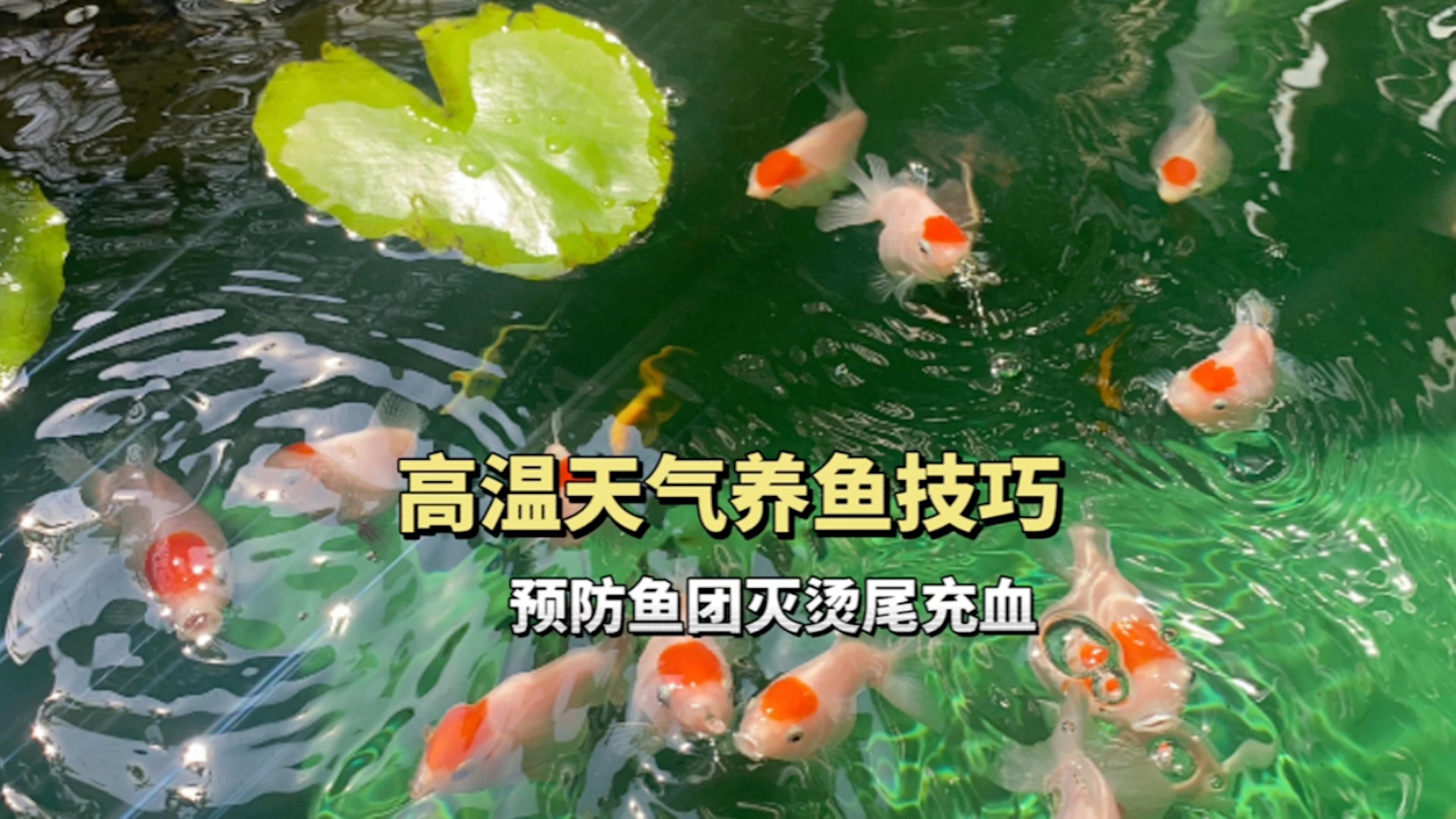 如何預(yù)防龍魚再次充血？