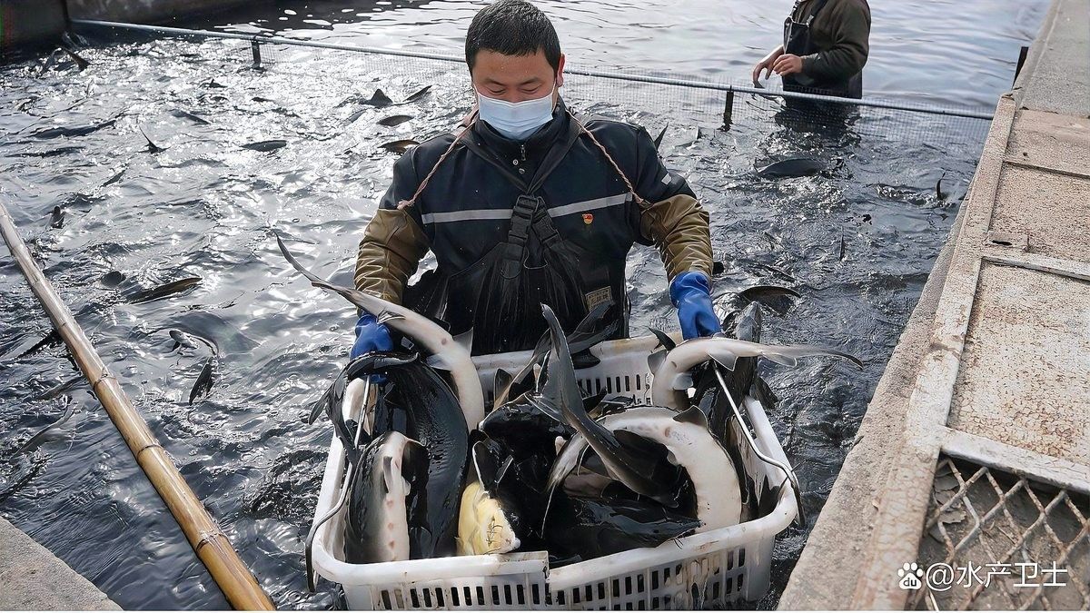 如何預(yù)防龍魚再次充血？