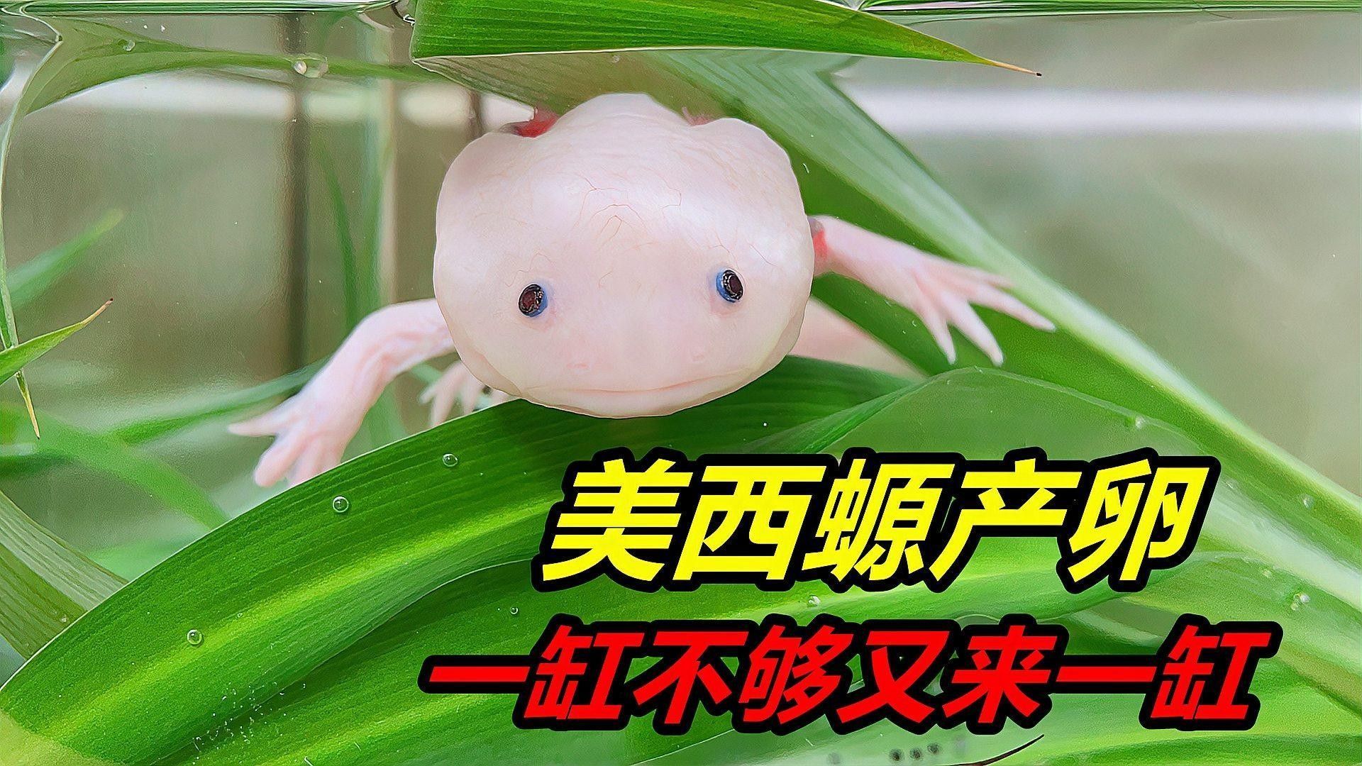 六角恐龍魚產卵后需要做什么