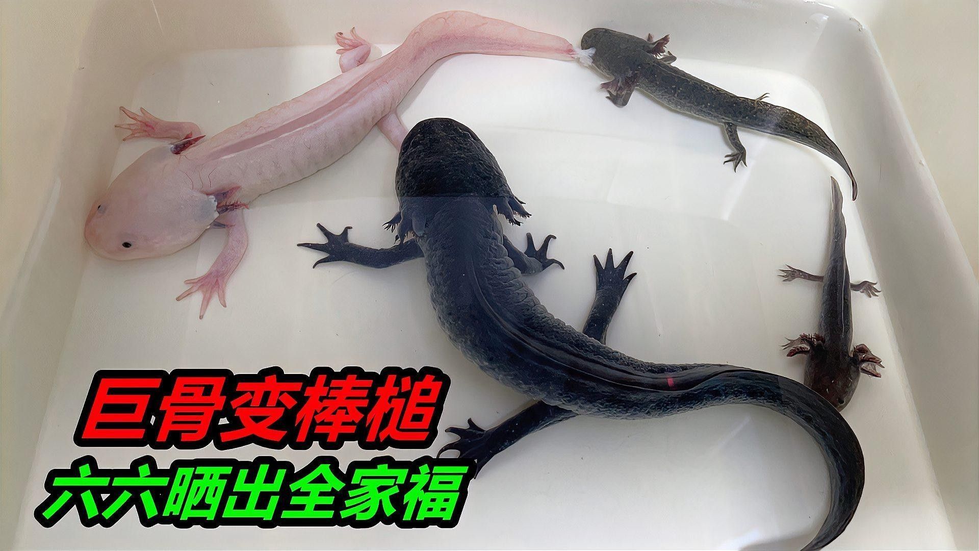 六角恐龍魚產卵后需要做什么