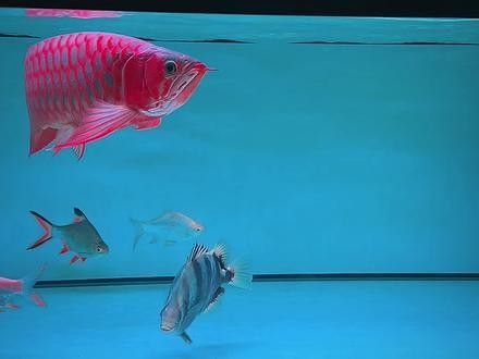 靈寶哪個水族館龍魚好？祥龍魚場龍魚（靈寶水族館祥龍魚場）