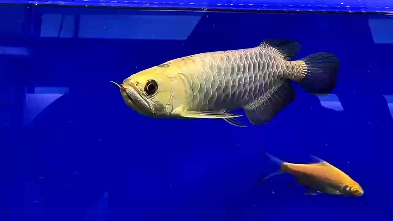 AG琥珀金炮彈頭（ag琥珀金炮彈頭）