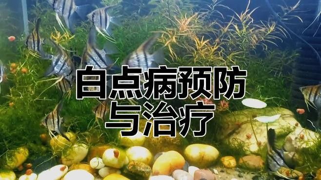 如何預防龍魚小瓜蟲病？（廣西壯族自治區農業農村廳小瓜蟲病預防全攻略） 如何預防龍魚小瓜蟲病？（廣西壯族自治區農業農村廳小瓜蟲病預防全攻略） 龍魚百科 第1張