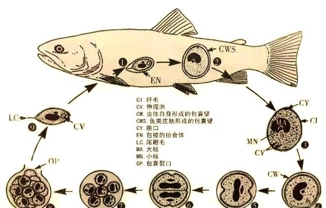 如何預防龍魚小瓜蟲病？（廣西壯族自治區農業農村廳小瓜蟲病預防全攻略） 如何預防龍魚小瓜蟲病？（廣西壯族自治區農業農村廳小瓜蟲病預防全攻略） 龍魚百科 第5張