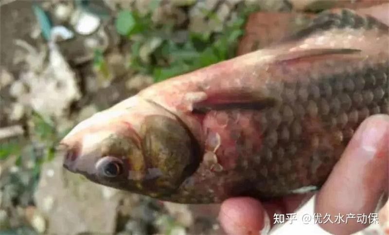 紅龍魚突眼病傳染嗎？