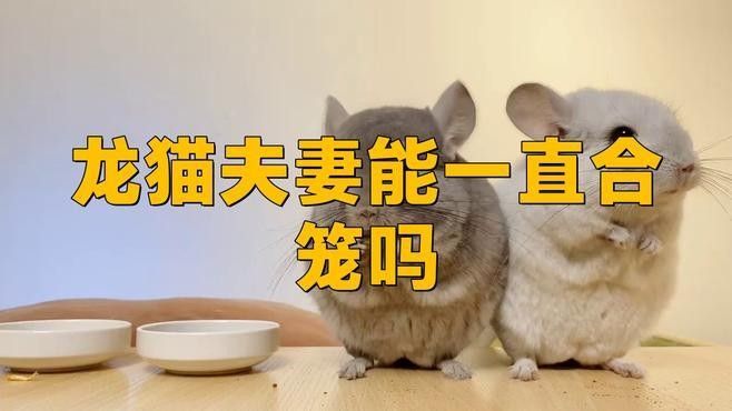 哪些龍貓不適合合籠？ 哪些龍貓不適合合籠？ 龍魚百科 第1張