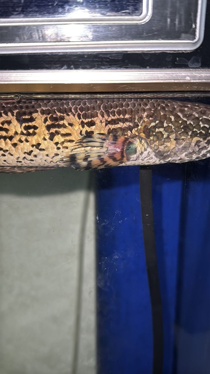 雷龍魚胸鰭受傷了怎么治療