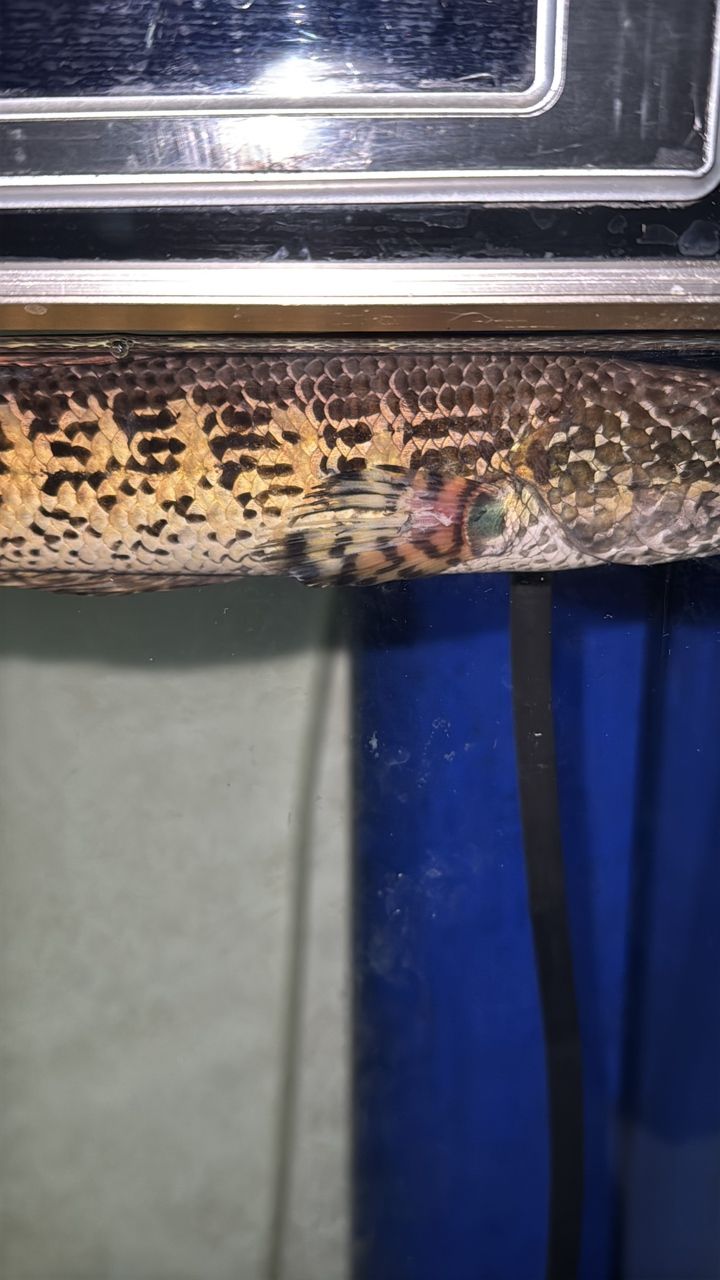 雷龍魚胸鰭受傷了怎么治療
