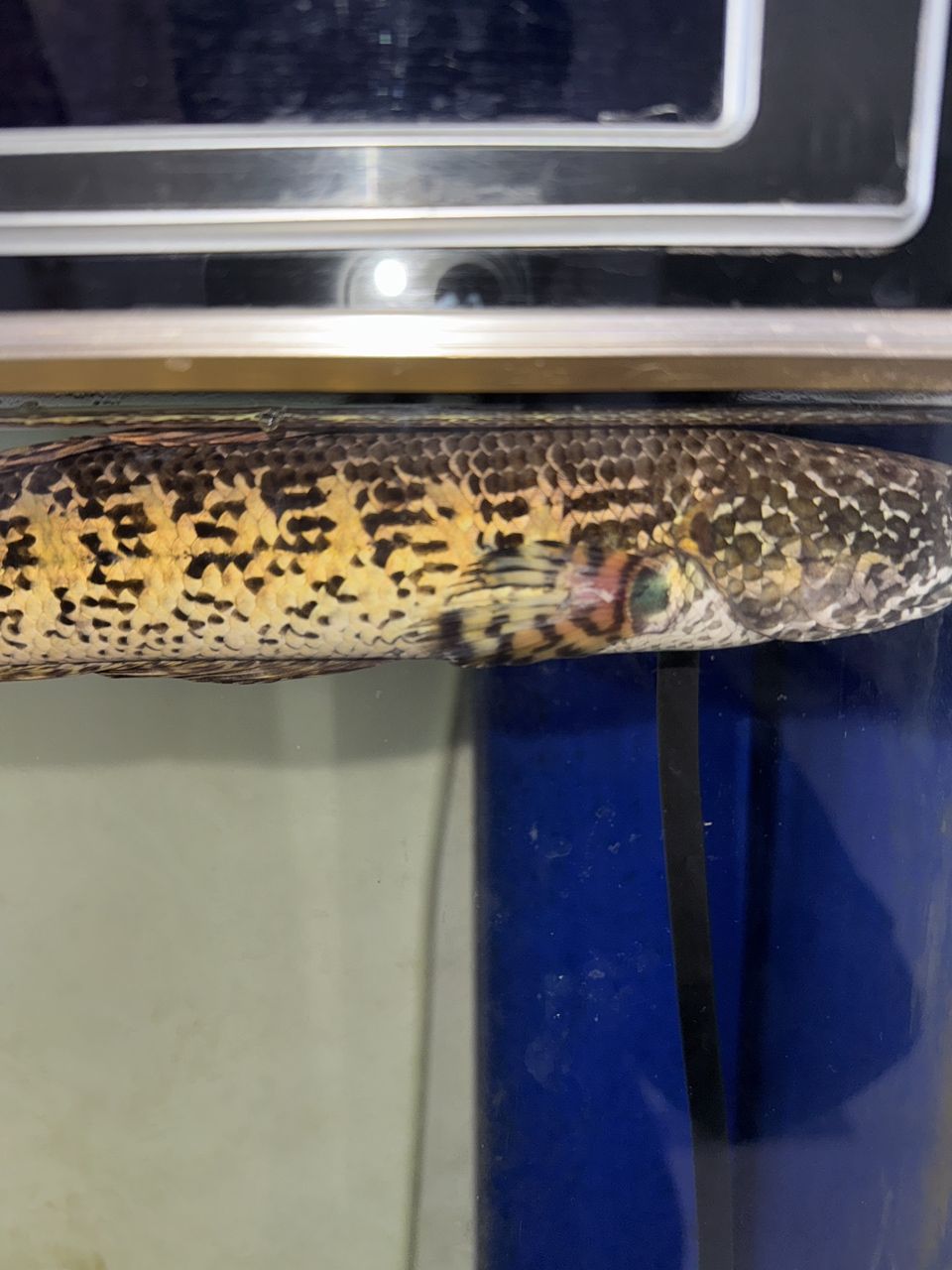 雷龍魚胸鰭受傷了怎么治療