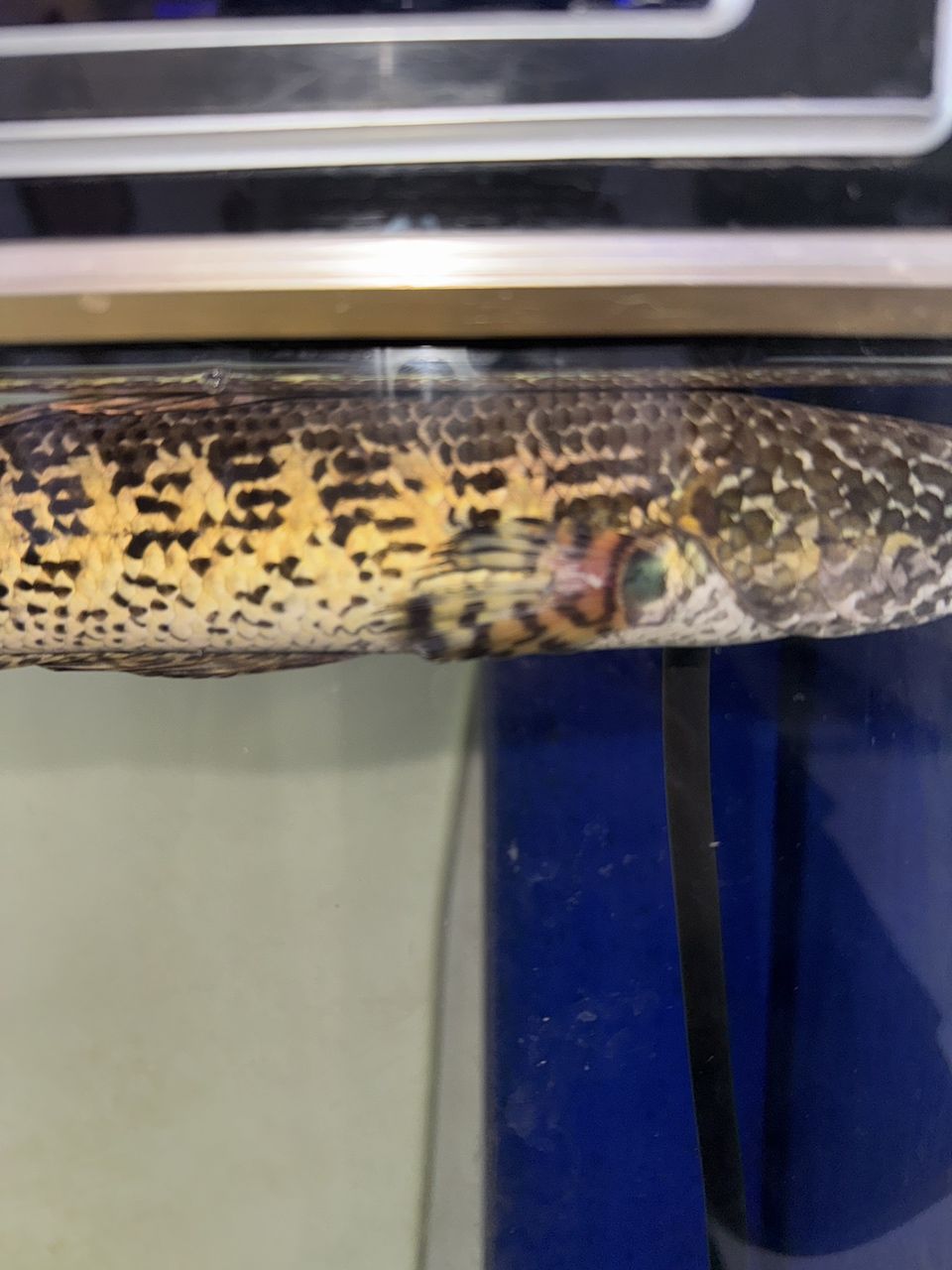 雷龍魚胸鰭受傷了怎么治療