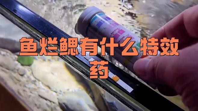 龍魚鰓蓋破損需要多久換一次水（魚的鰓蓋破損通常需要更換水的頻率取決于多種因素） 龍魚鰓蓋破損需要多久換一次水（魚的鰓蓋破損通常需要更換水的頻率取決于多種因素） 龍魚百科 第2張