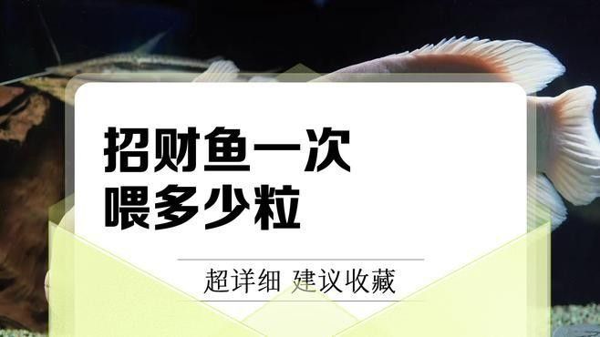 招財貓魚一天喂多少合適？