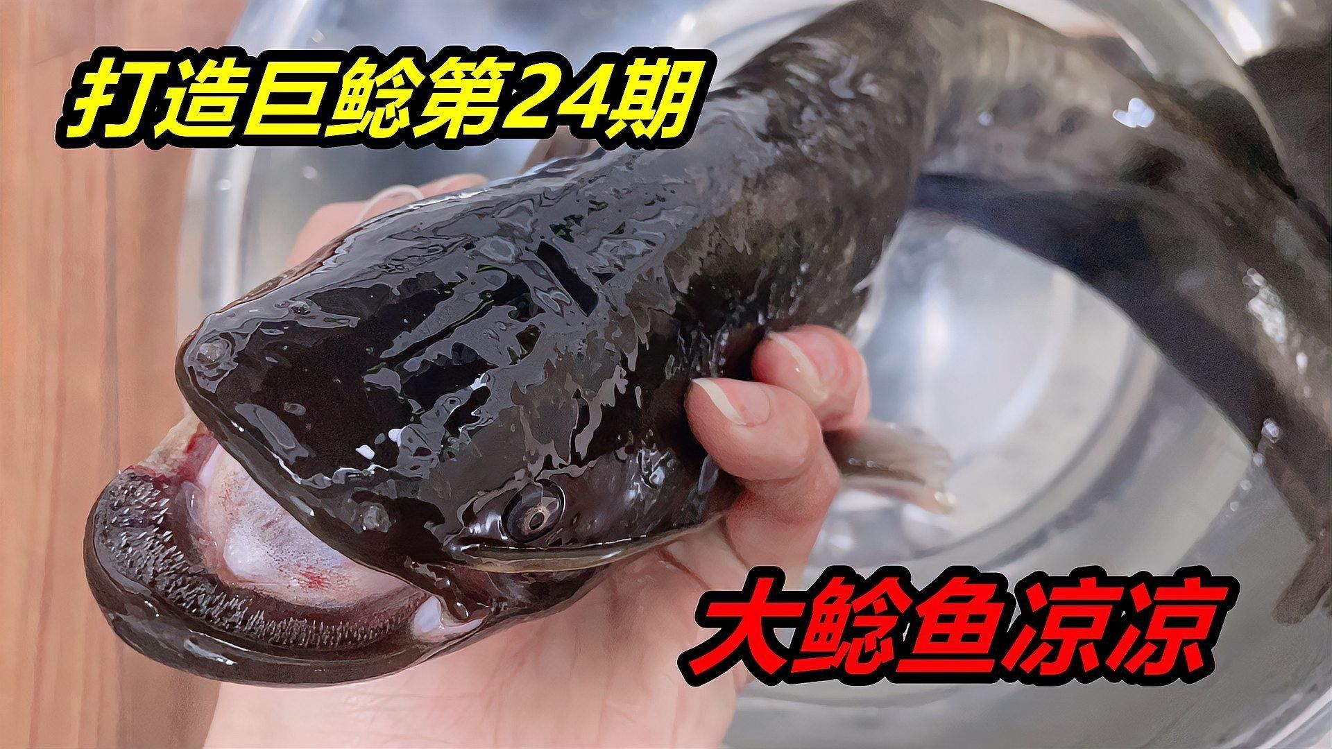 招財貓魚一天喂多少合適？