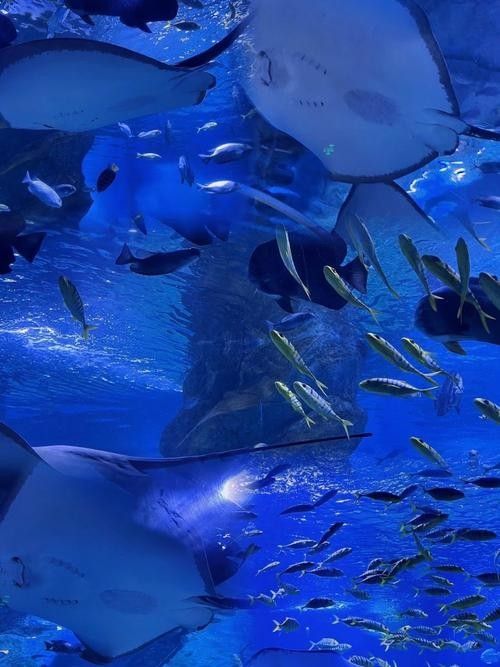 順德哪個水族館龍魚好？祥龍魚場龍魚（廣州祥龍魚場，全球首家龍魚繁殖漁）