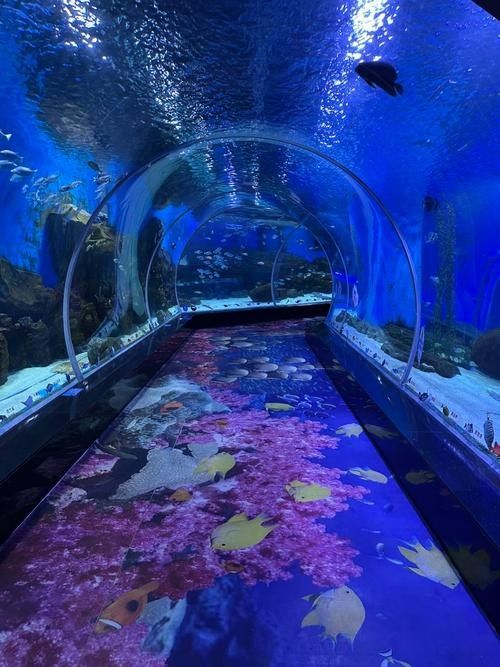 順德哪個水族館龍魚好？祥龍魚場龍魚（廣州祥龍魚場，全球首家龍魚繁殖漁）