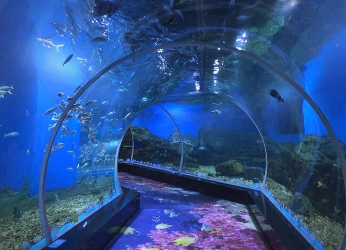 順德哪個水族館龍魚好？祥龍魚場龍魚（廣州祥龍魚場，全球首家龍魚繁殖漁）