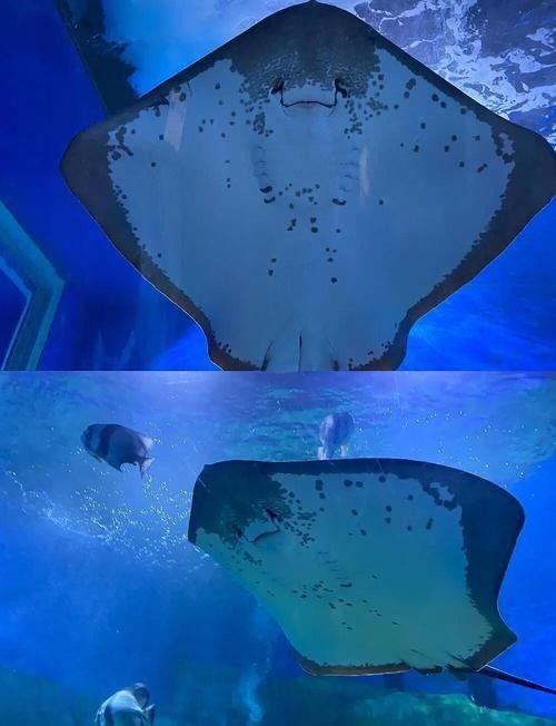 順德哪個水族館龍魚好？祥龍魚場龍魚（廣州祥龍魚場，全球首家龍魚繁殖漁）