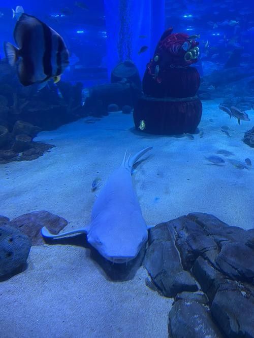 順德哪個水族館龍魚好？祥龍魚場龍魚（廣州祥龍魚場，全球首家龍魚繁殖漁）