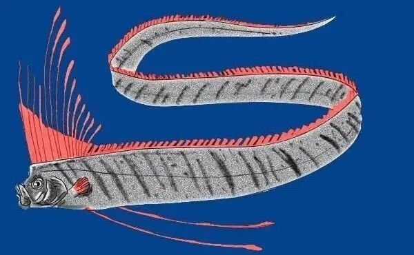 皇帶魚如何應(yīng)對天敵？（皇帶魚如何應(yīng)對天敵） 皇帶魚如何應(yīng)對天敵？（皇帶魚如何應(yīng)對天敵） 龍魚百科 第5張