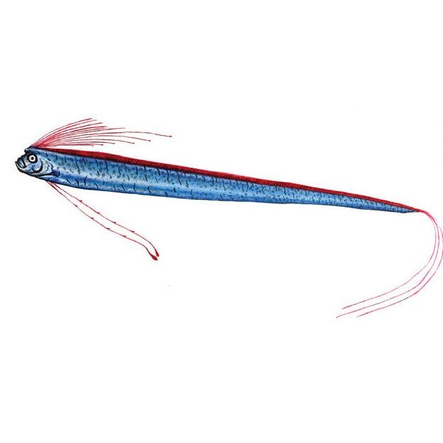 皇帶魚如何應(yīng)對天敵？（皇帶魚如何應(yīng)對天敵） 皇帶魚如何應(yīng)對天敵？（皇帶魚如何應(yīng)對天敵） 龍魚百科 第2張