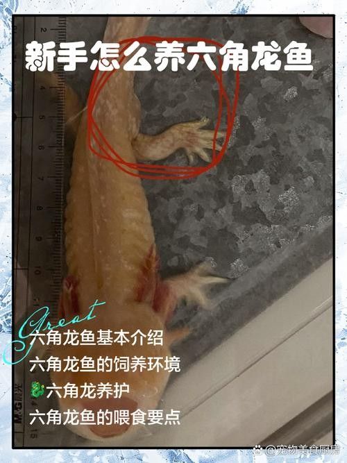 六角龍魚的最佳混養(yǎng)伙伴有哪些？（六角恐龍混養(yǎng)最佳搭配）