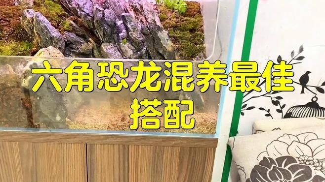 六角龍魚的最佳混養(yǎng)伙伴有哪些？（六角恐龍混養(yǎng)最佳搭配）