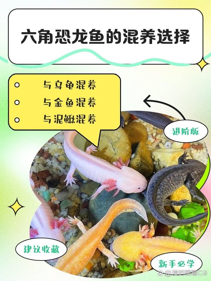 六角龍魚的最佳混養(yǎng)伙伴有哪些？（六角恐龍混養(yǎng)最佳搭配）