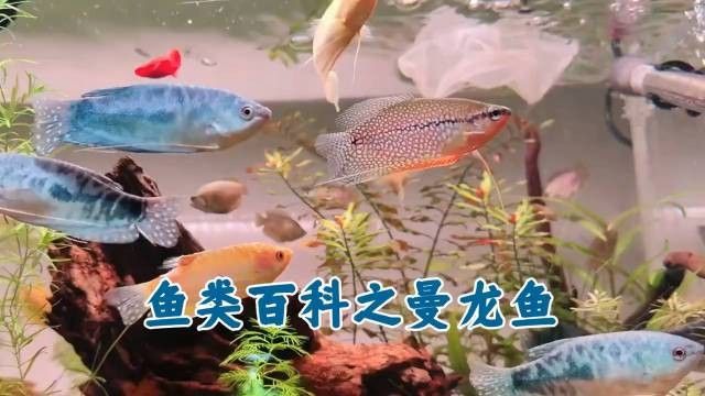 曼龍魚(yú)患病會(huì)自愈嗎（曼龍魚(yú)患病后是否能夠自愈） 曼龍魚(yú)患病會(huì)自愈嗎（曼龍魚(yú)患病后是否能夠自愈） 龍魚(yú)百科 第4張